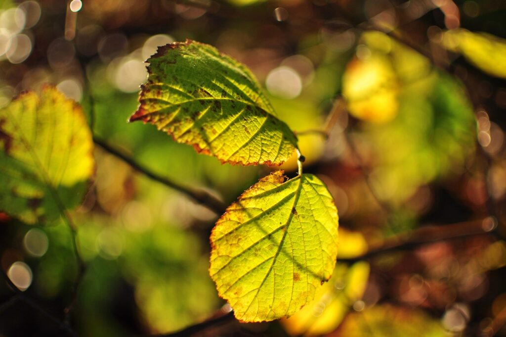 Shinrin-yoku | Forest bathing